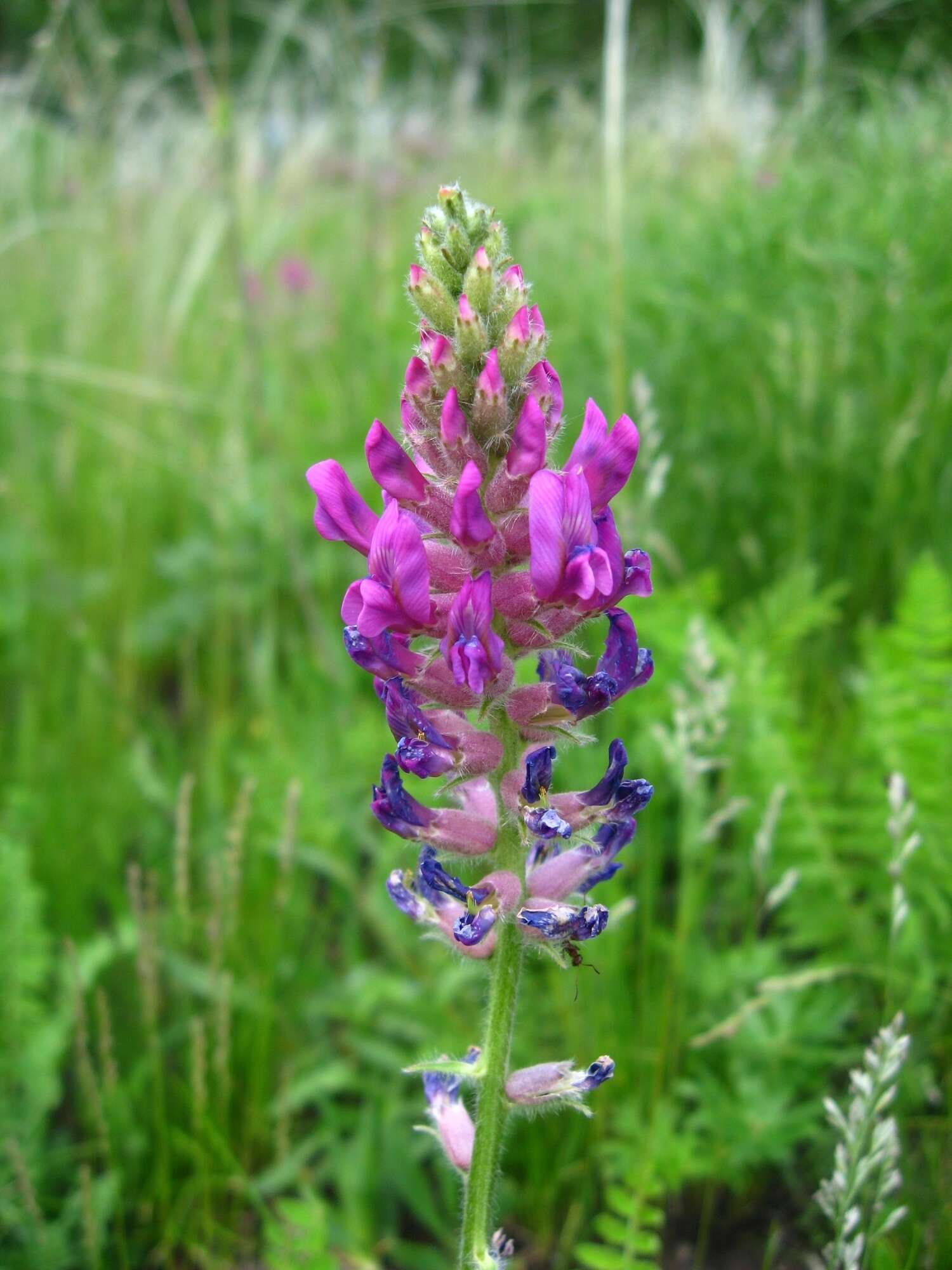 Image de Oxytropis campanulata Vassilcz.