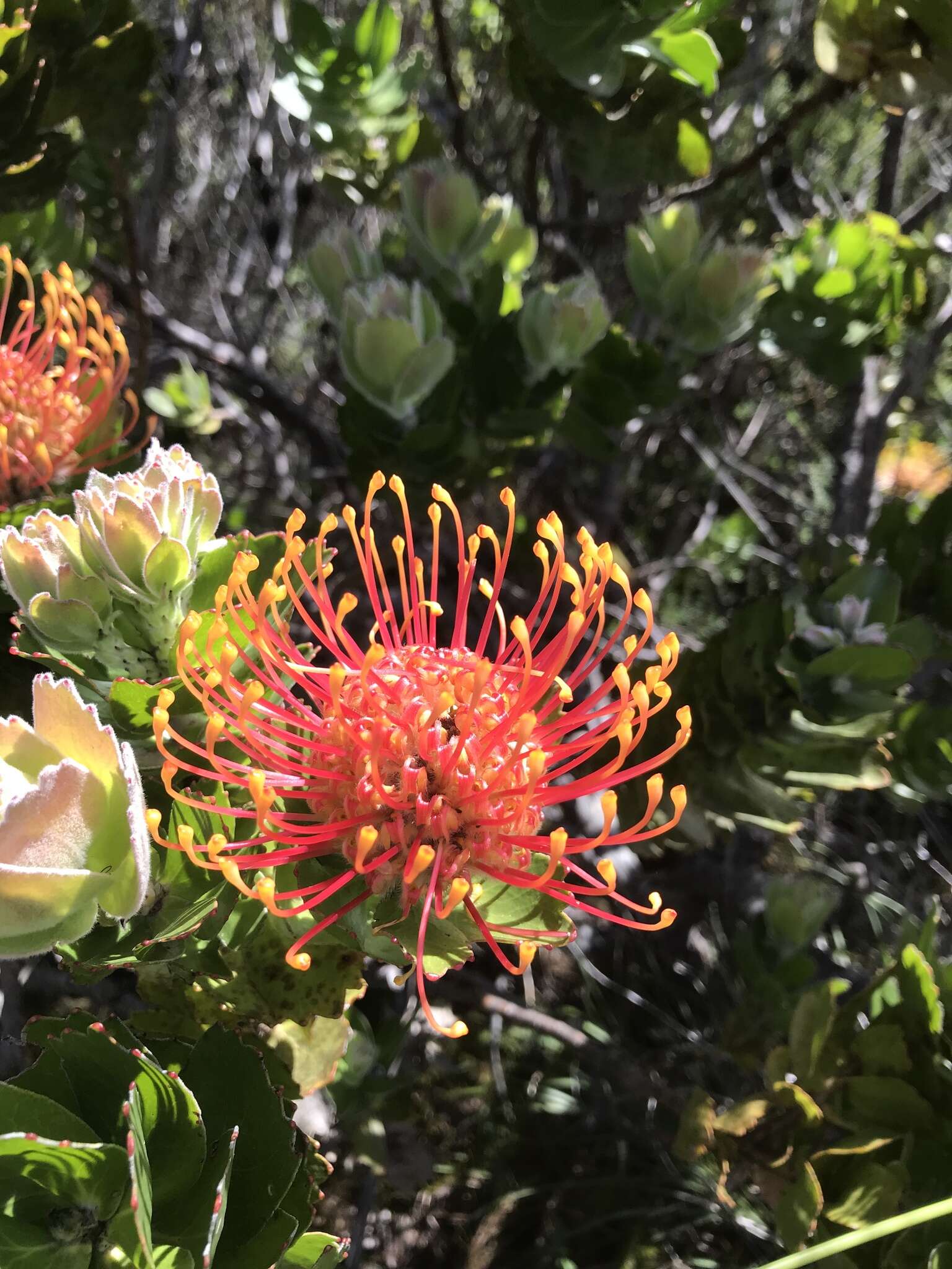 Image of Silveredge Pincushion