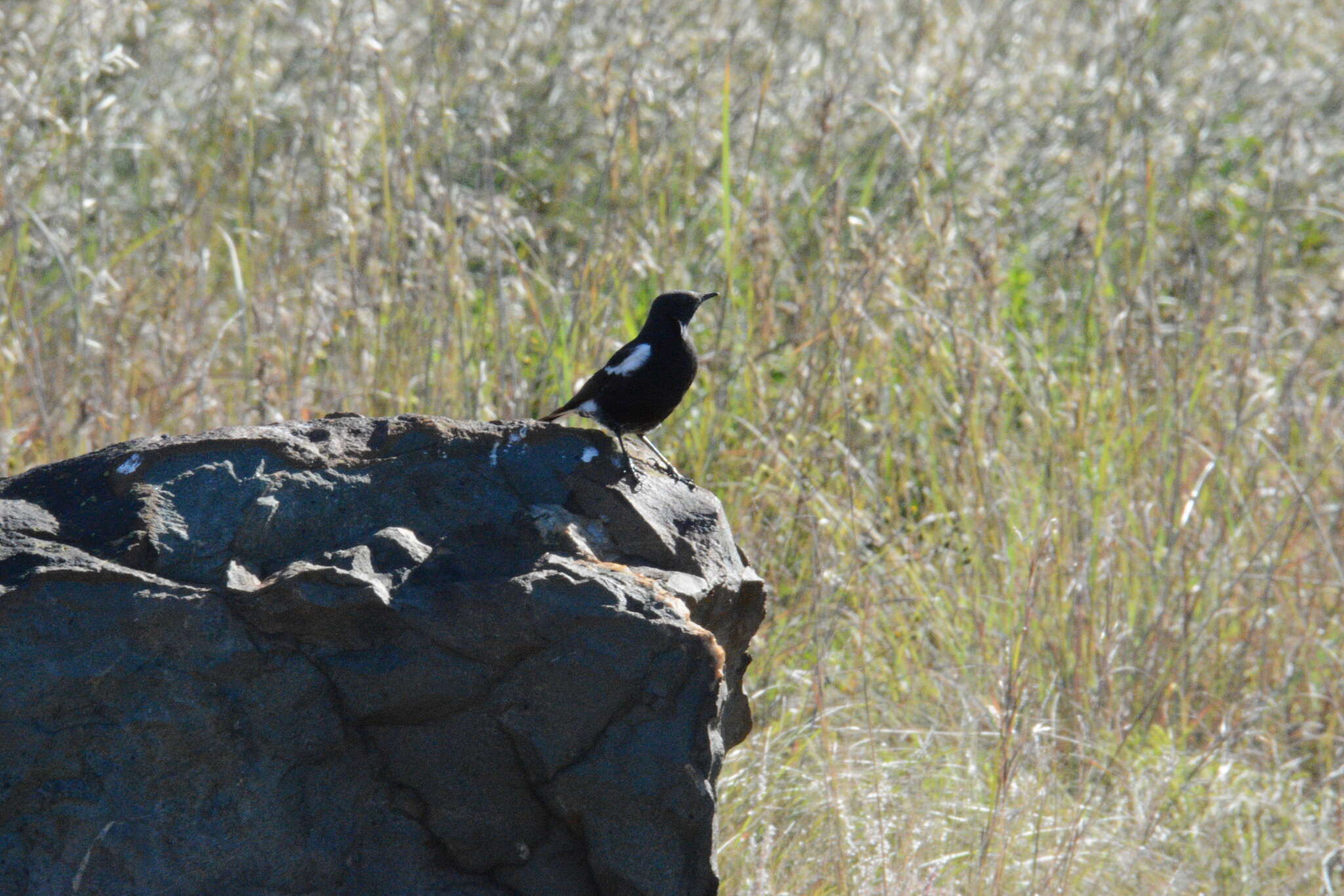 Image of Mountain Wheatear