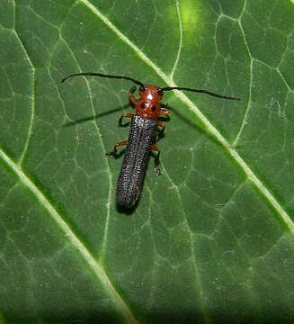 Image of Oberea ocellata Haldeman 1847