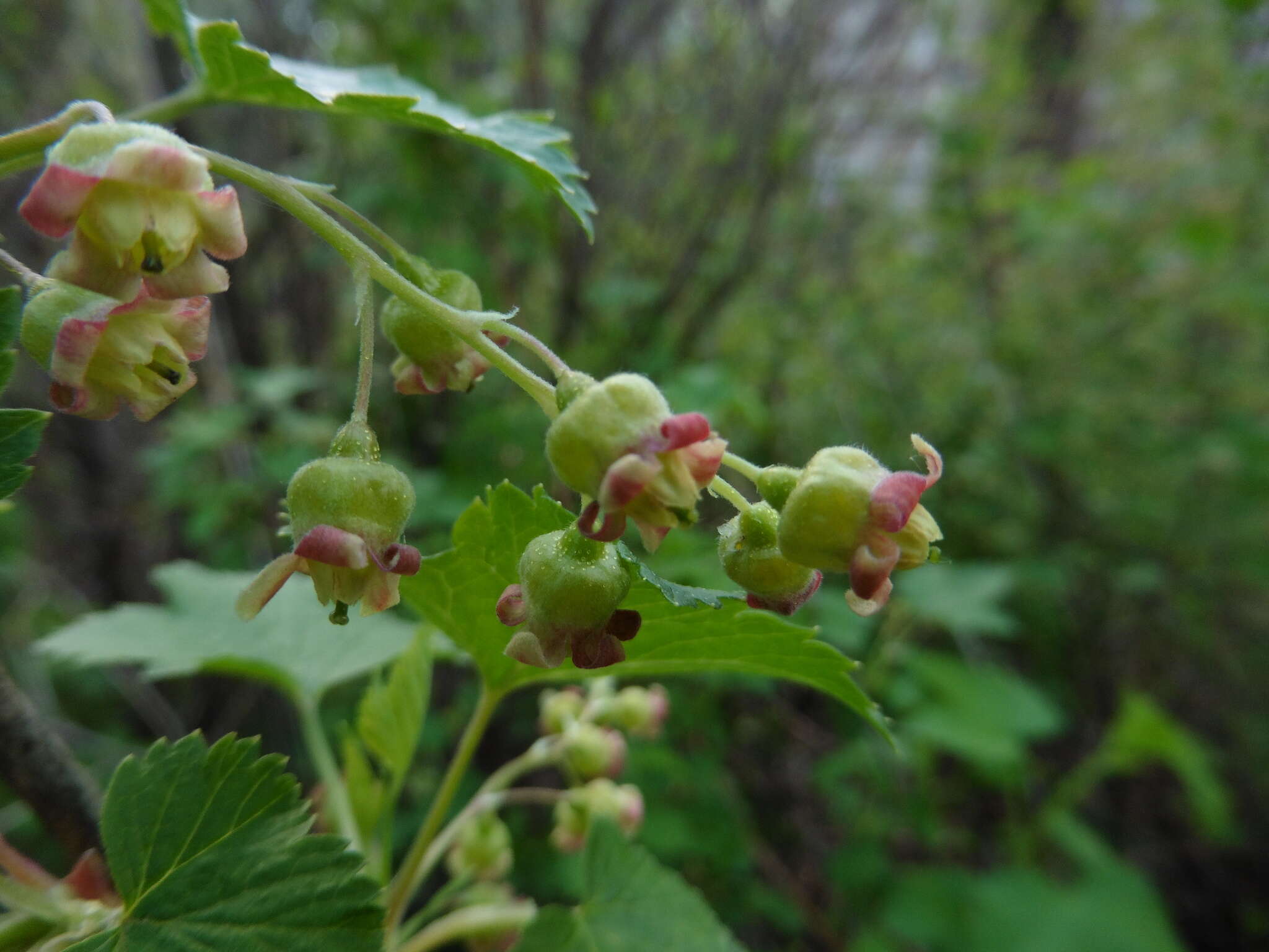 Image of Black Currant