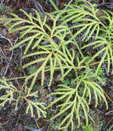 Image of Pseudodiphasium volubile (G. Forst.) Holub