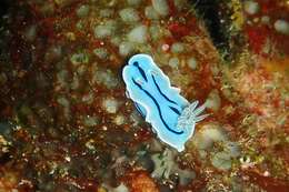 Image de Chromodoris willani Rudman 1982