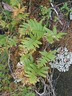 Image de Polypodium cambricum subsp. macaronesicum (Bobrov) Fraser-Jenkins