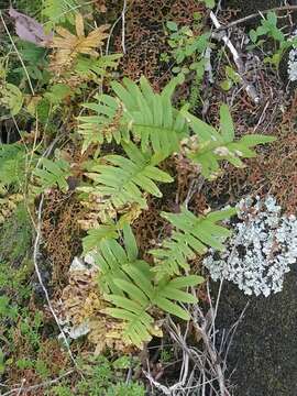 Plancia ëd Polypodium cambricum subsp. macaronesicum (Bobrov) Fraser-Jenkins