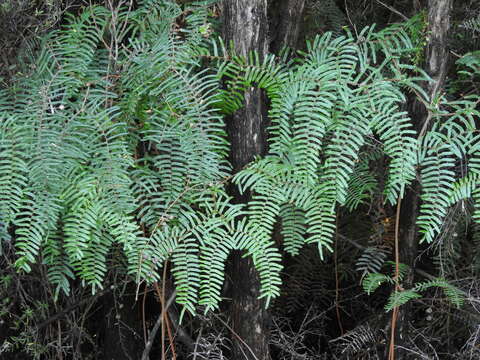 Image of Gleichenia microphylla R. Br.