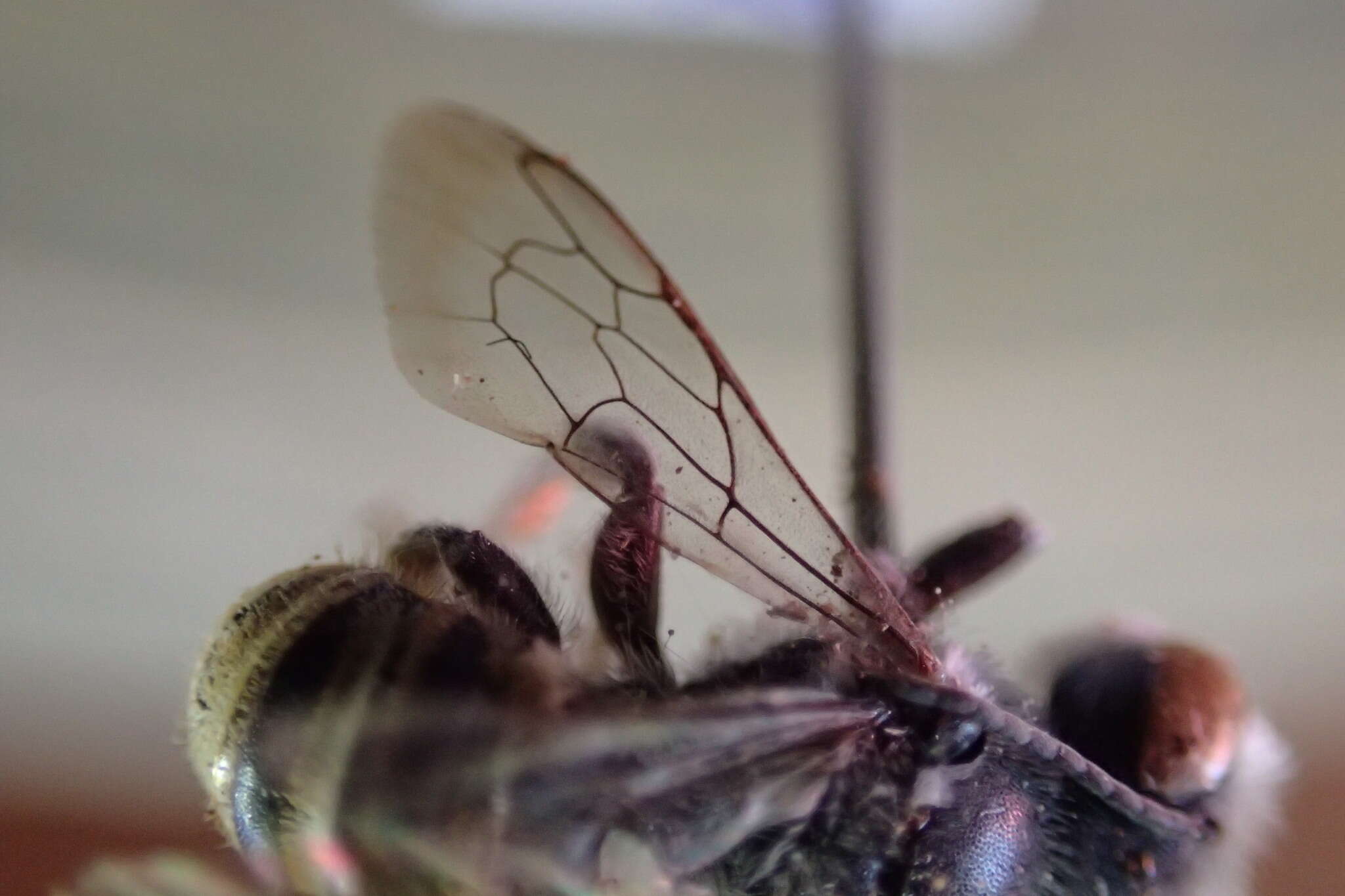 Imagem de Megachile otomita Cresson 1878