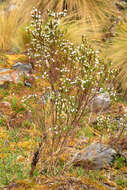 Clinopodium bolivianum (Benth.) Kuntze resmi