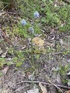 Image of Eryngium pinnatifidum Bunge