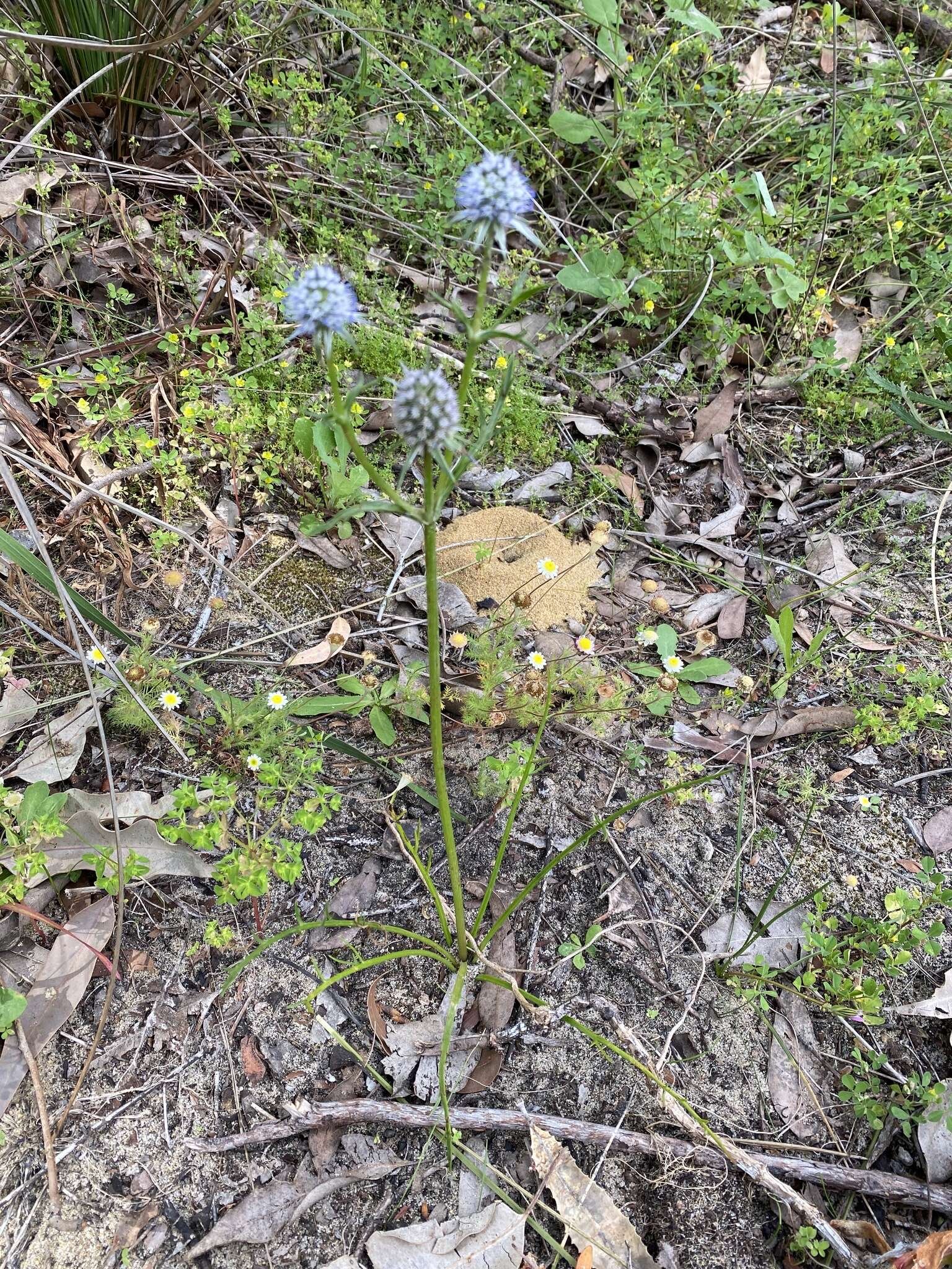 Image of Eryngium pinnatifidum Bunge