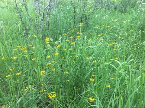 Image of Schweinitz's ragwort