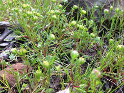 Image of Brachyscome perpusilla (Steetz) J. Black