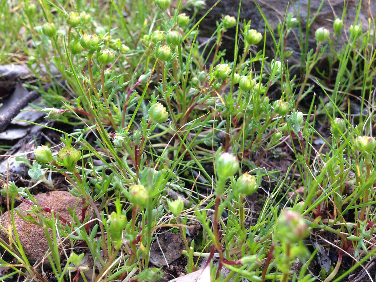 Image of Brachyscome perpusilla (Steetz) J. Black