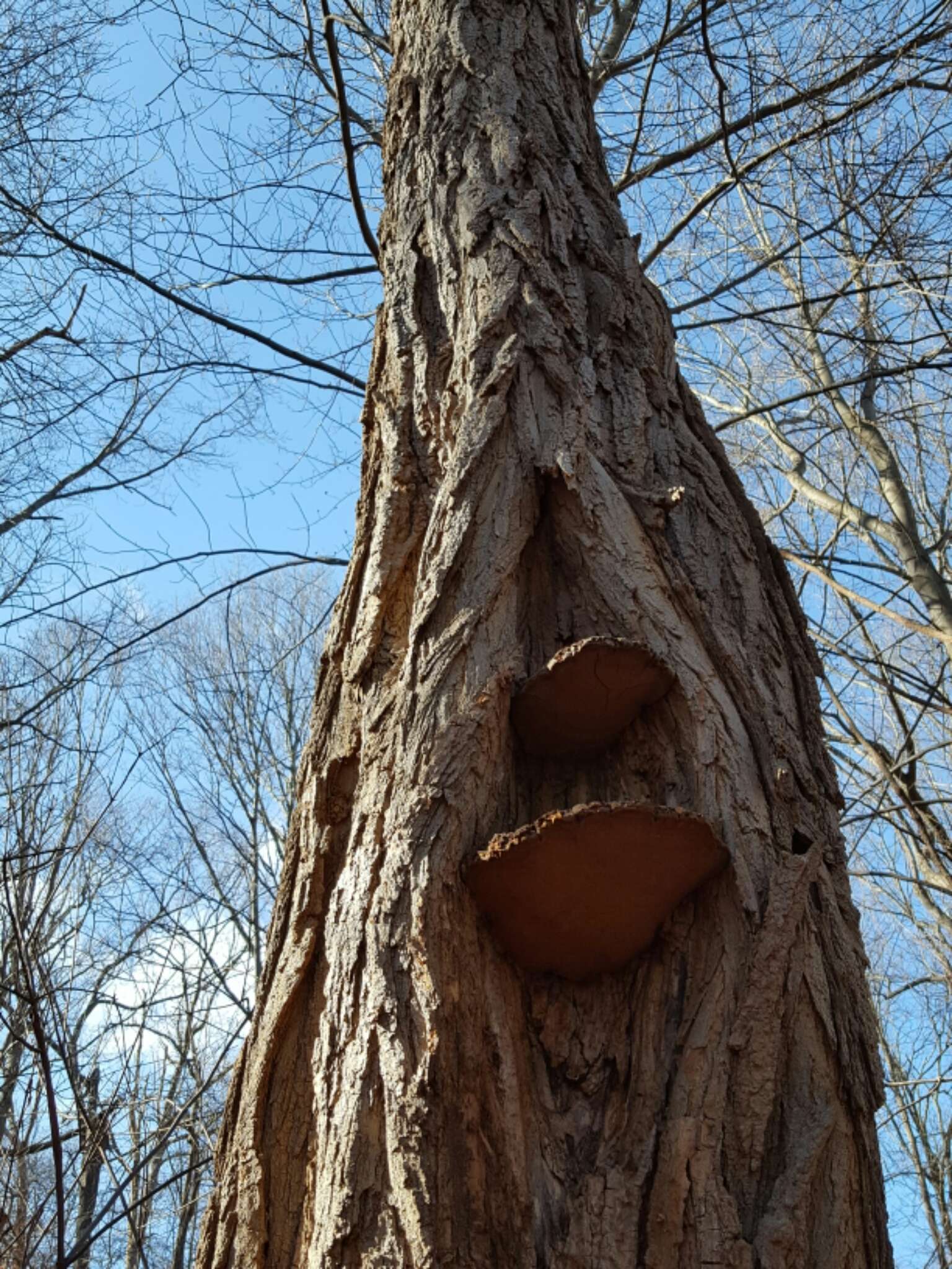 Phellinus robiniae (Murrill) A. Ames 1913的圖片