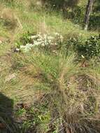 صورة Eupatorium petaloideum Britt.