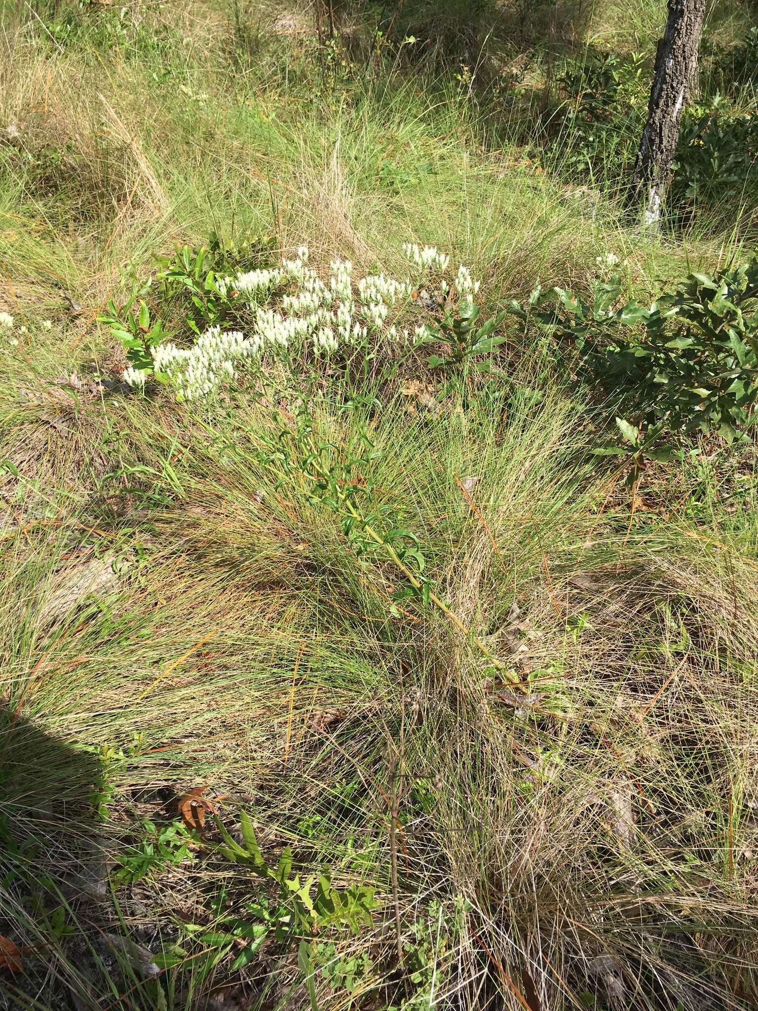 Eupatorium petaloideum Britt.的圖片