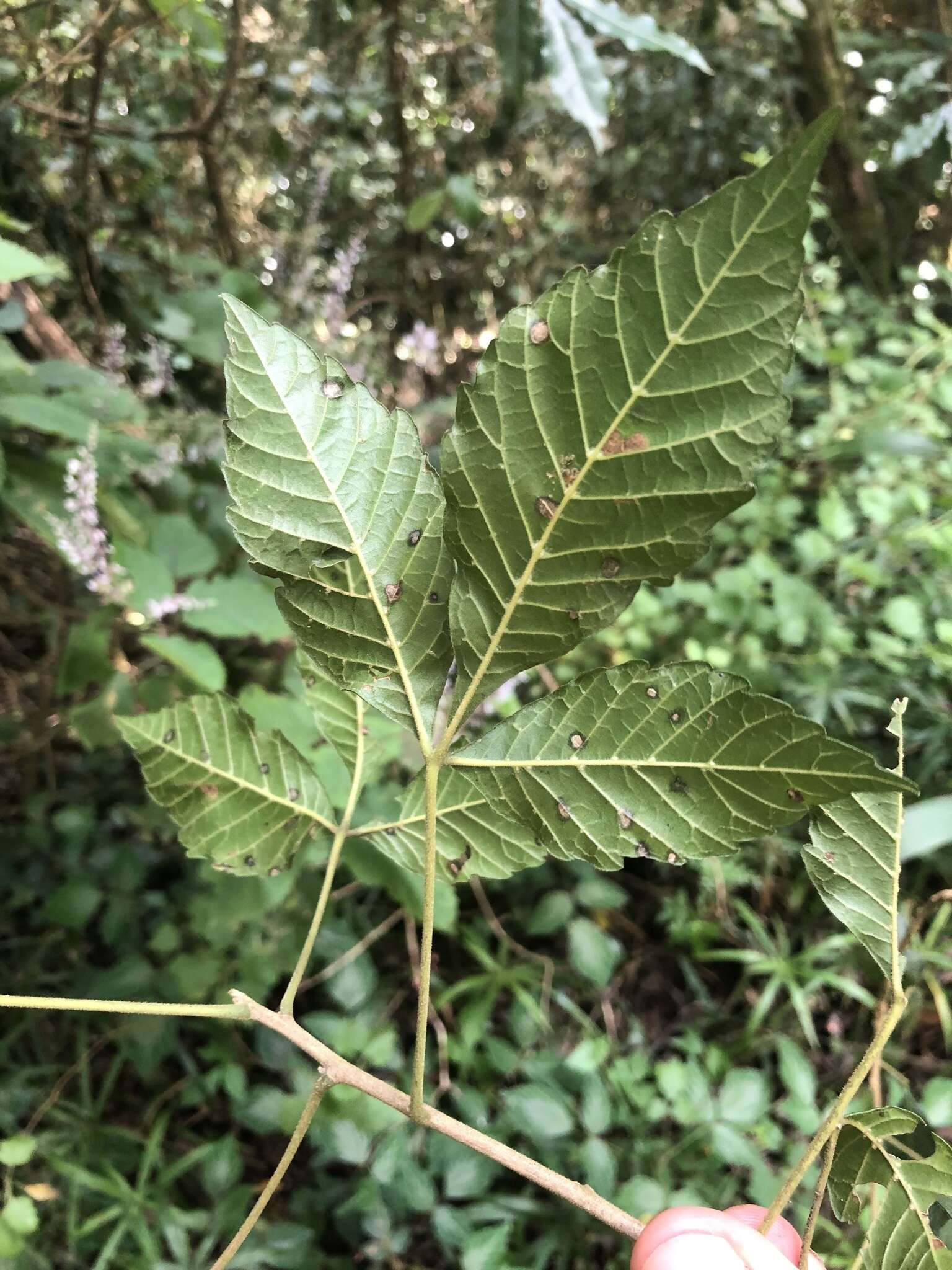 Allophylus africanus Beauv.的圖片