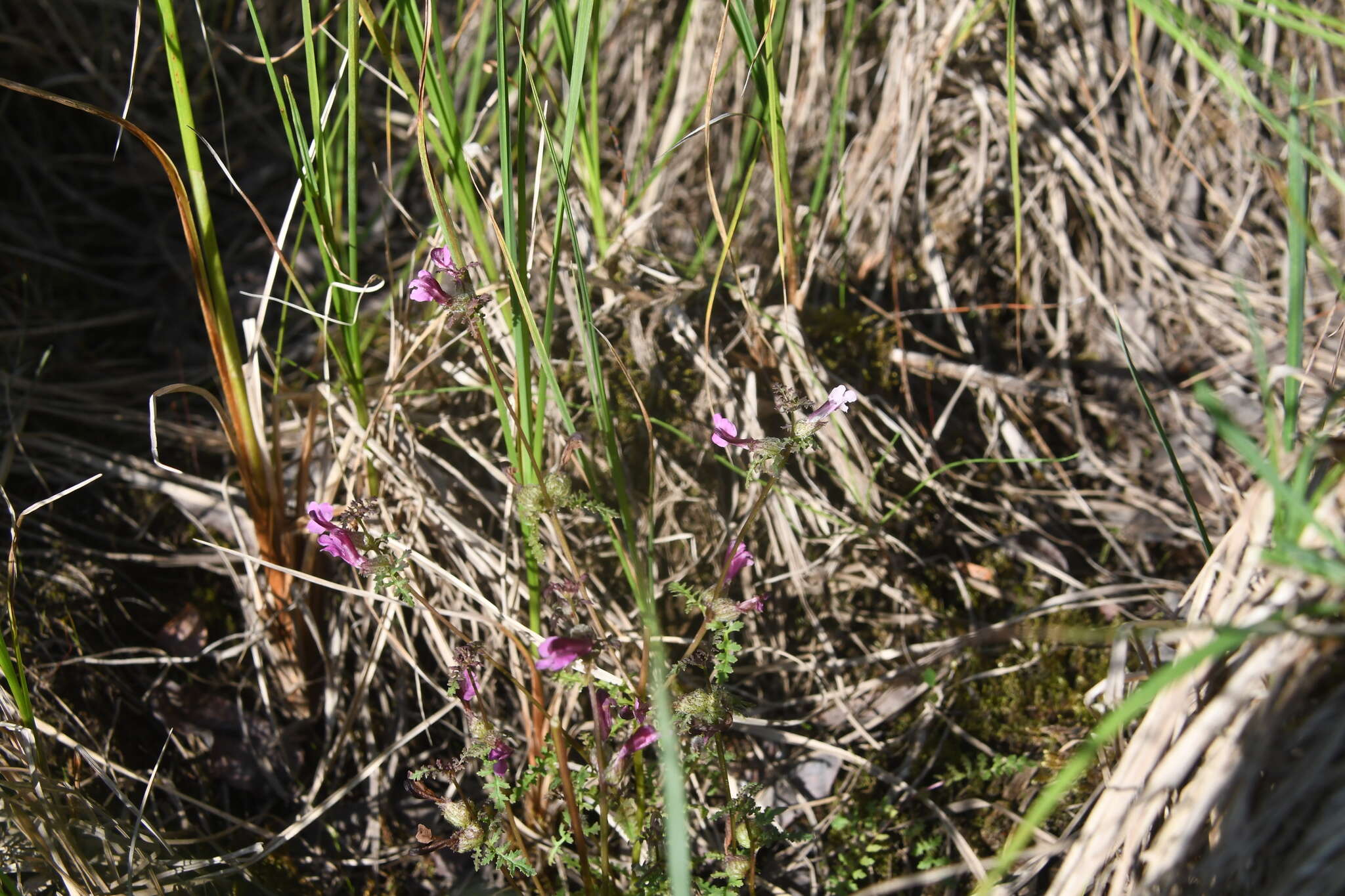 Image of Pennell's lousewort