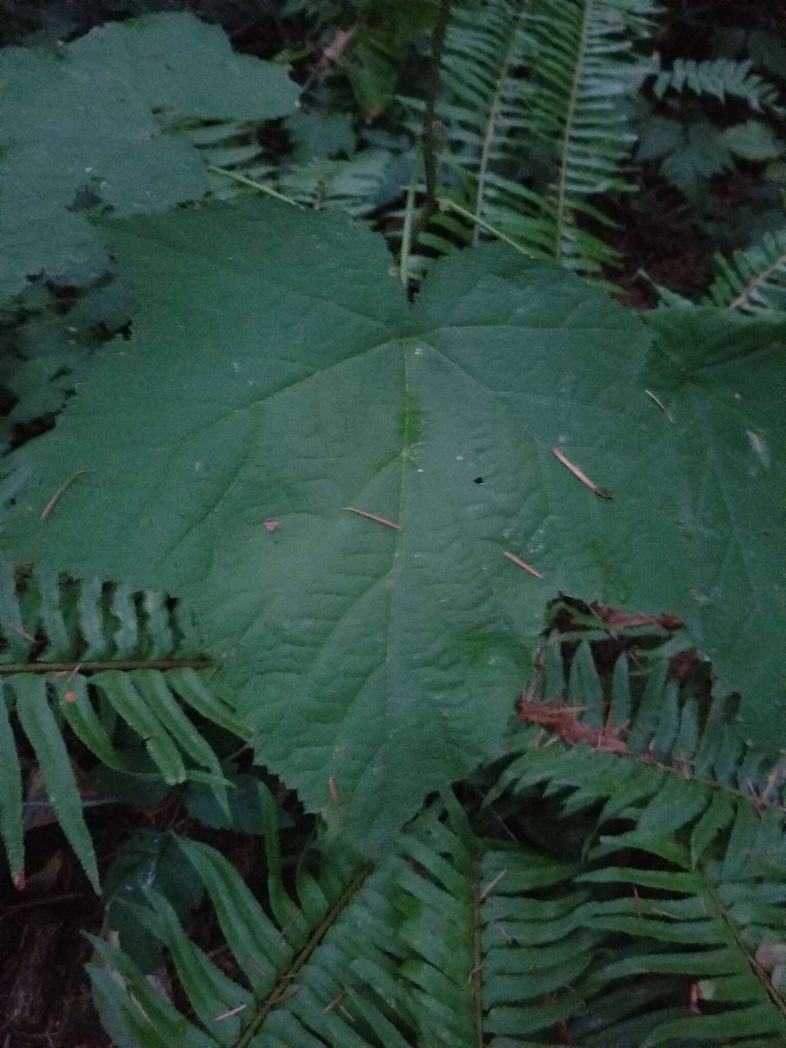 Image of <i>Rubus <i>parviflorus</i></i> f. parviflorus