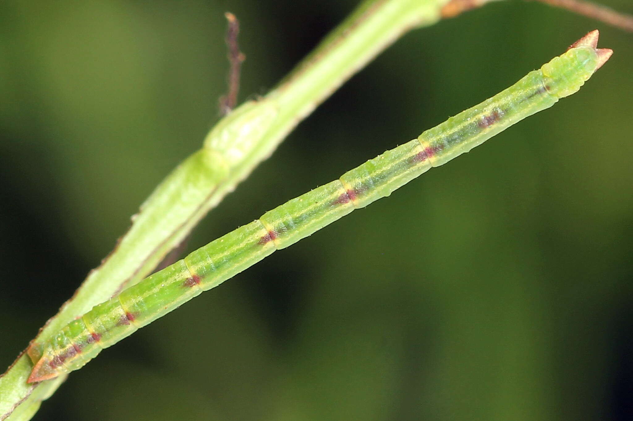 Image of bilberry emerald