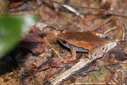 Image of Bleating Frogs