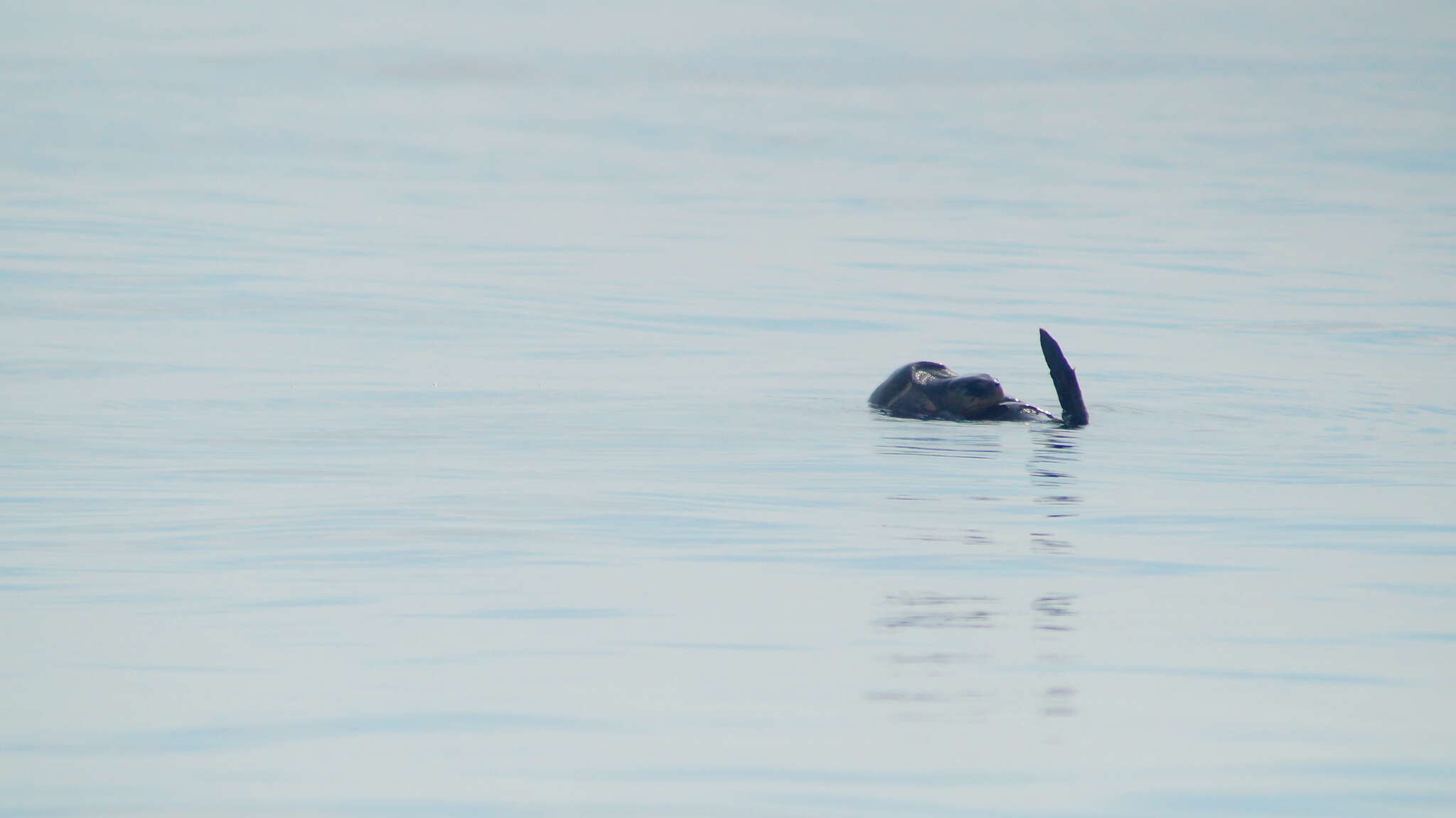 Image of Ridley sea turtles