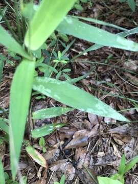 Imagem de Panicum commutatum Schult.