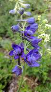 Image of Delphinium fissum Waldst. & Kit.