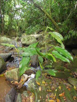 Image of Philodendron propinquum Schott