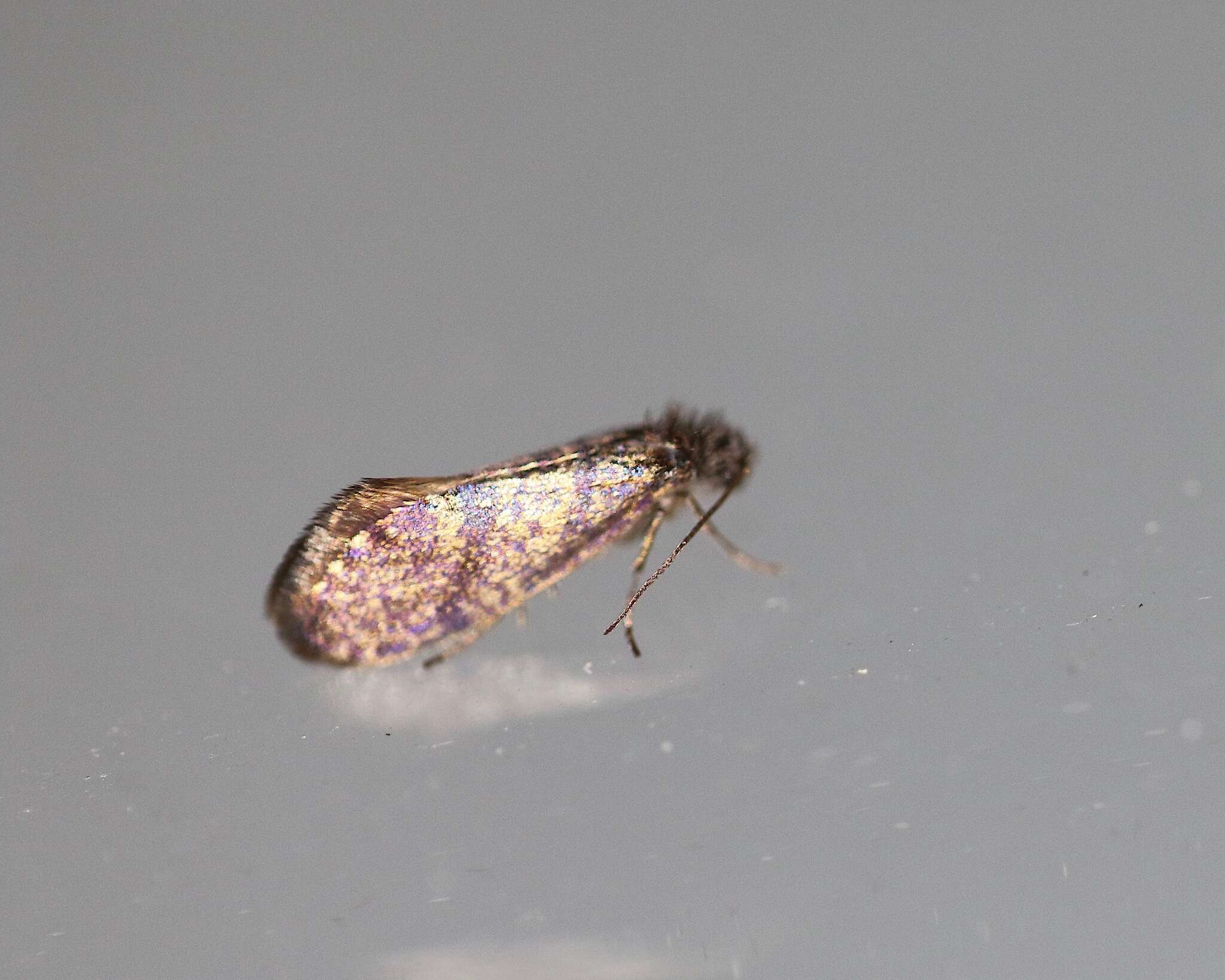 Image of Purplish Birch-miner Moth