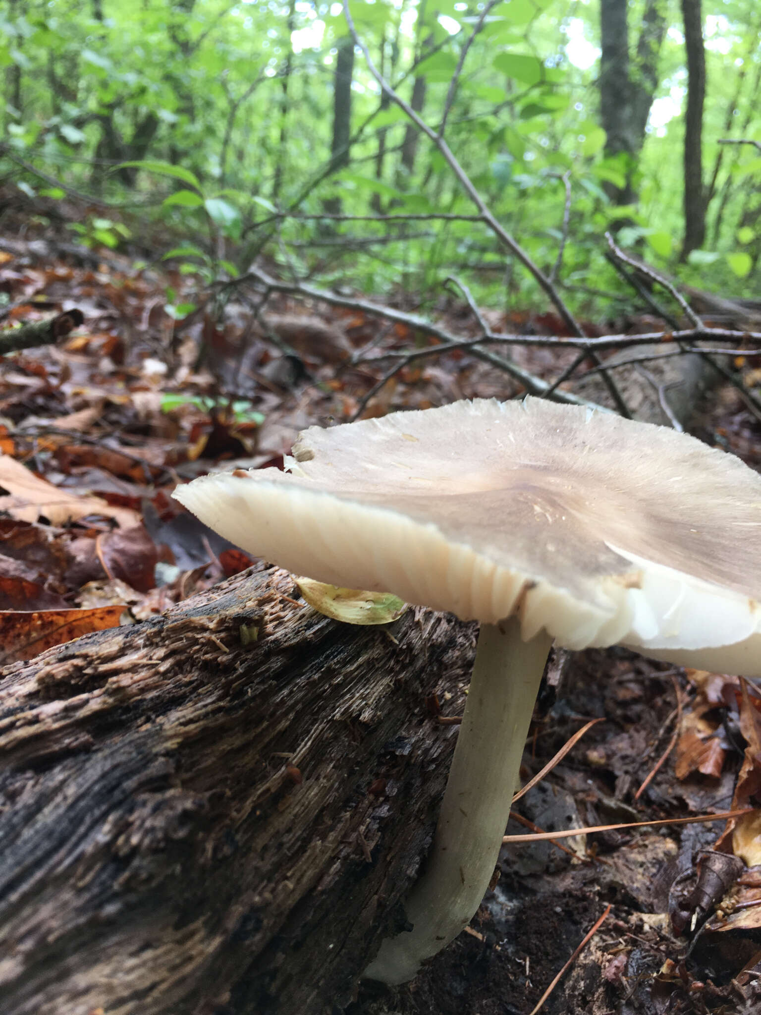 Image de Megacollybia rodmanii R. H. Petersen, K. W. Hughes & Lickey 2008