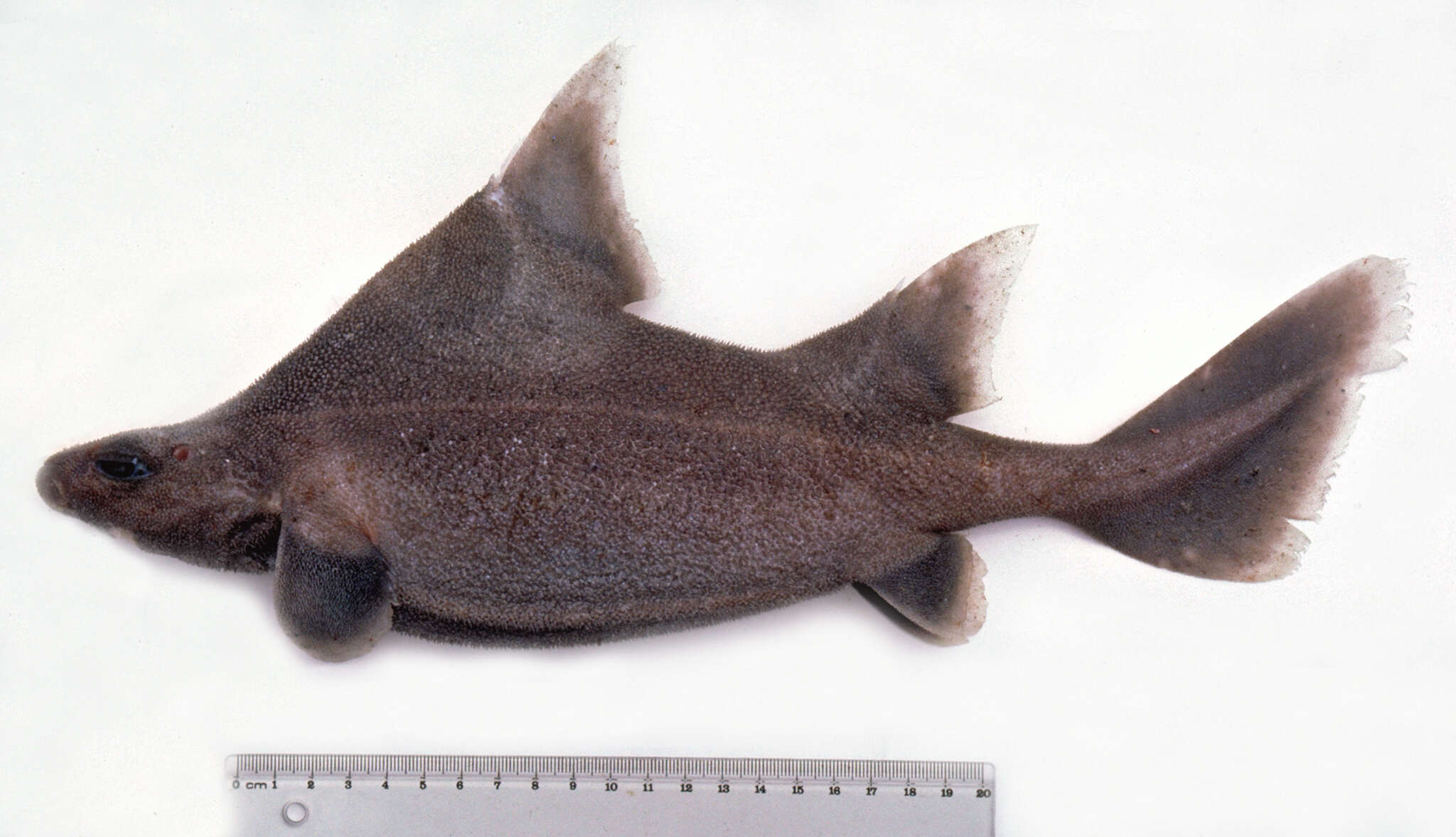 Image of Prickly Dogfish