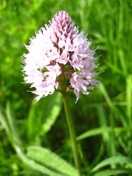 Image of globe orchid