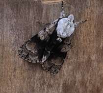 Acronicta alni Linnaeus 1767 resmi