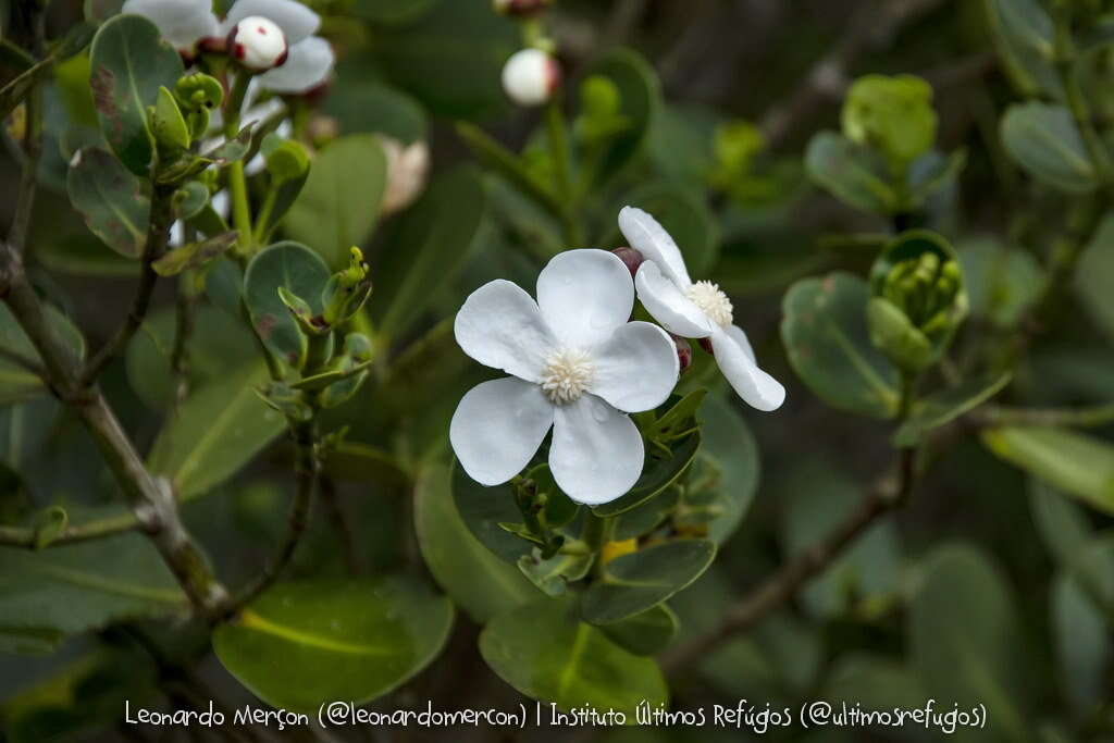 Image of Clusia criuva Cambess.