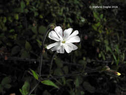 Imagem de Silene latifolia Poir.