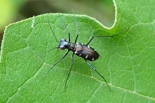 Image of Cylindera (Ifasina) decolorata (W. Horn 1907)