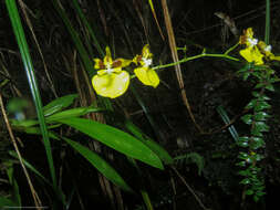 Image of Oncidium cultratum Lindl.