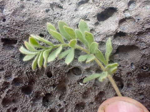 Sivun Potentilla newberryi A. Gray kuva