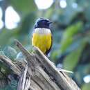 Image of Buff-breasted Mountain Tanager