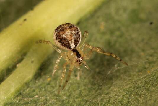 Image of Theridion varians Hahn 1833