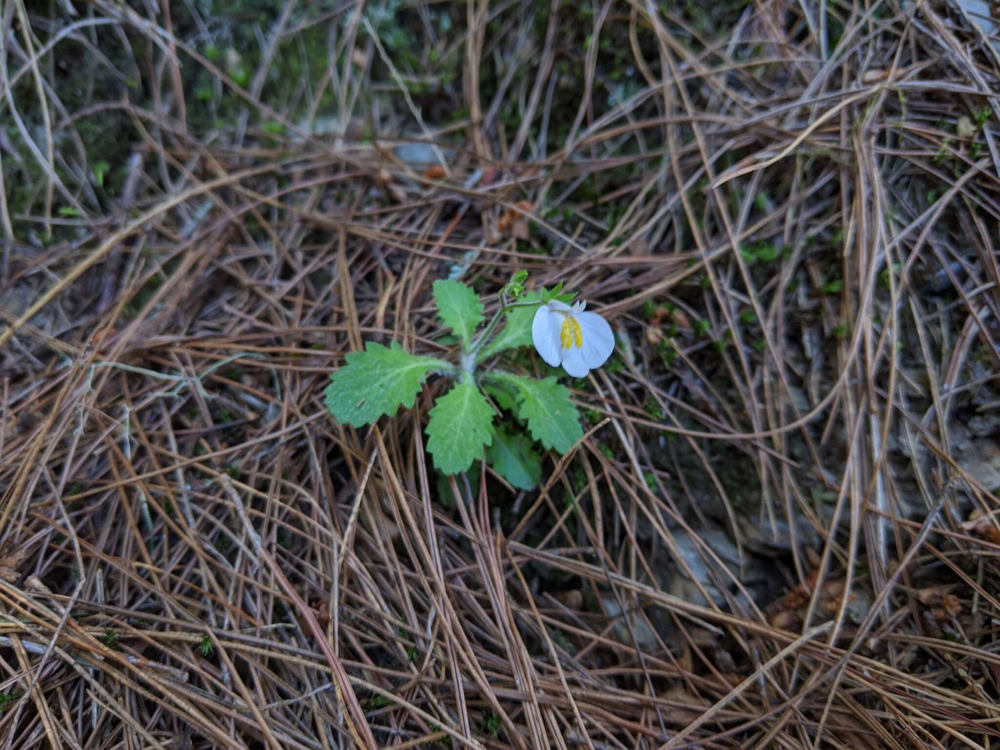 Image of Mazus alpinus Masam.