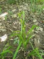 Image de Carex gigantea Rudge