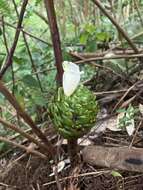 Image of Costus