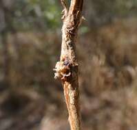 Sivun Beesonia ferrugineus (Froggatt 1921) kuva