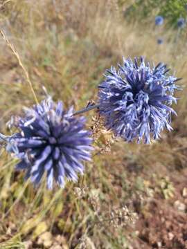 Imagem de Echinops tataricus