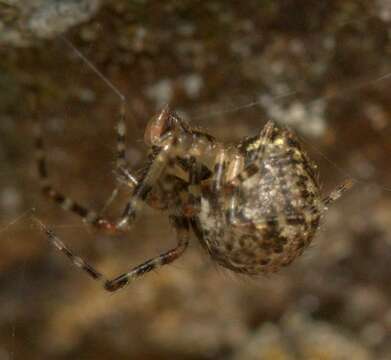 Image of Theridion zantholabio Urquhart 1886