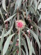 Image of Pincushion hakea