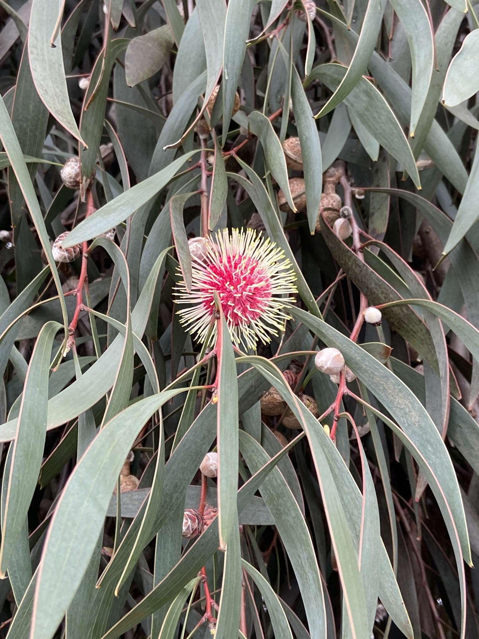 Image of Pincushion hakea