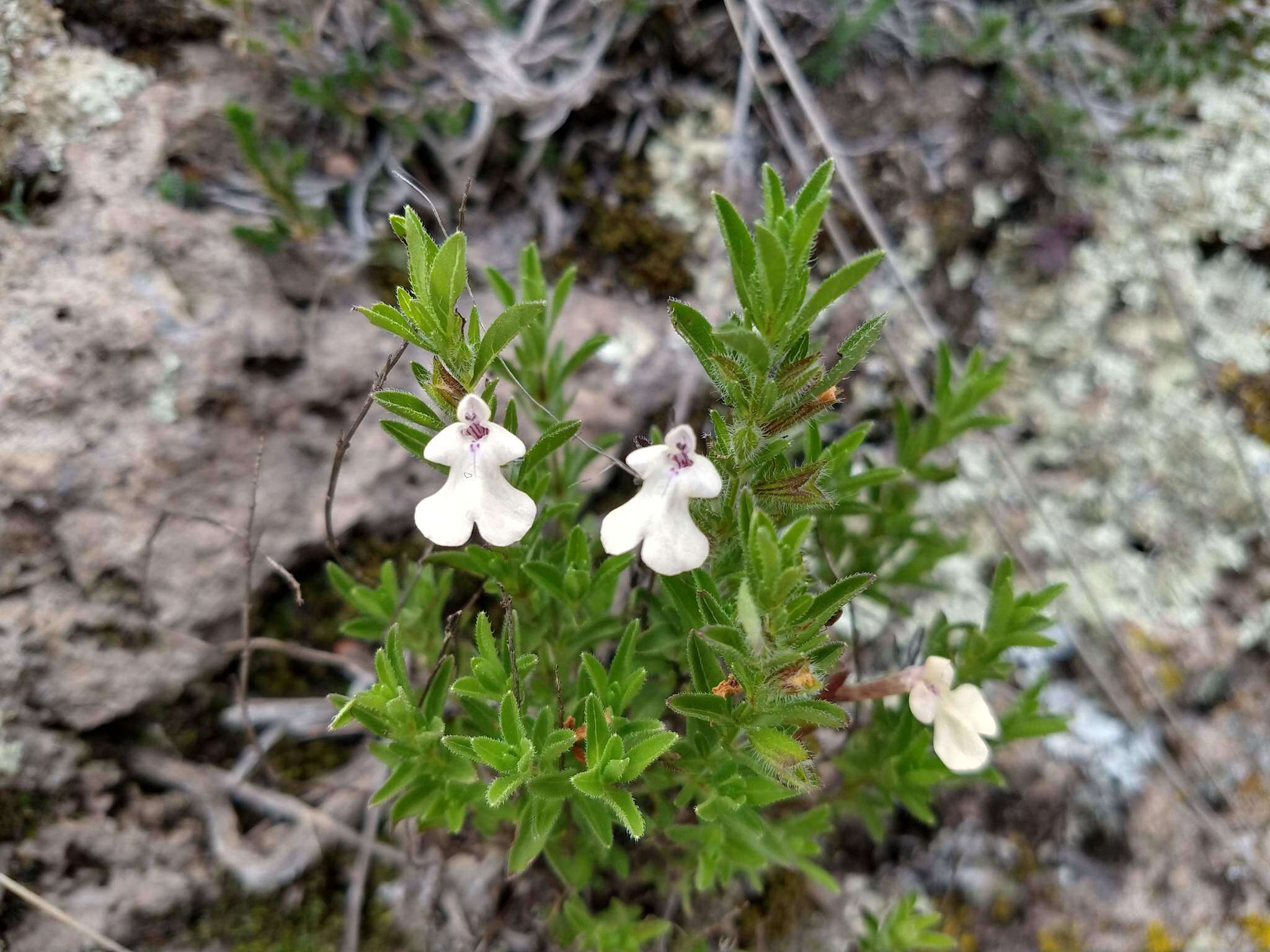 Imagem de Salvia axillaris Moc. & Sessé ex Benth.